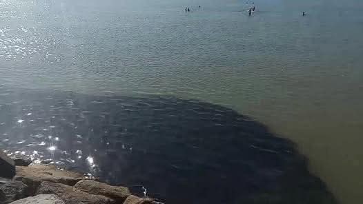 المنظمة المغربية لحقوق الإنسان ومحاربة الفساد توضح بشأن الوضع البيئي بشاطئ مارينا طنجة.